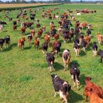 Curso de drone em Maringá - PR